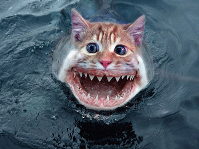 happy cat fish