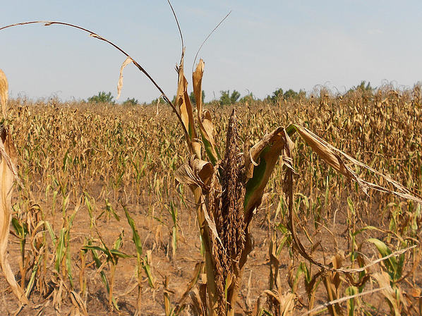 20130305_drought_corn.jpg