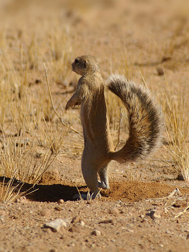 African_Ground_Squirrel_-_Xerus_inauris.jpg