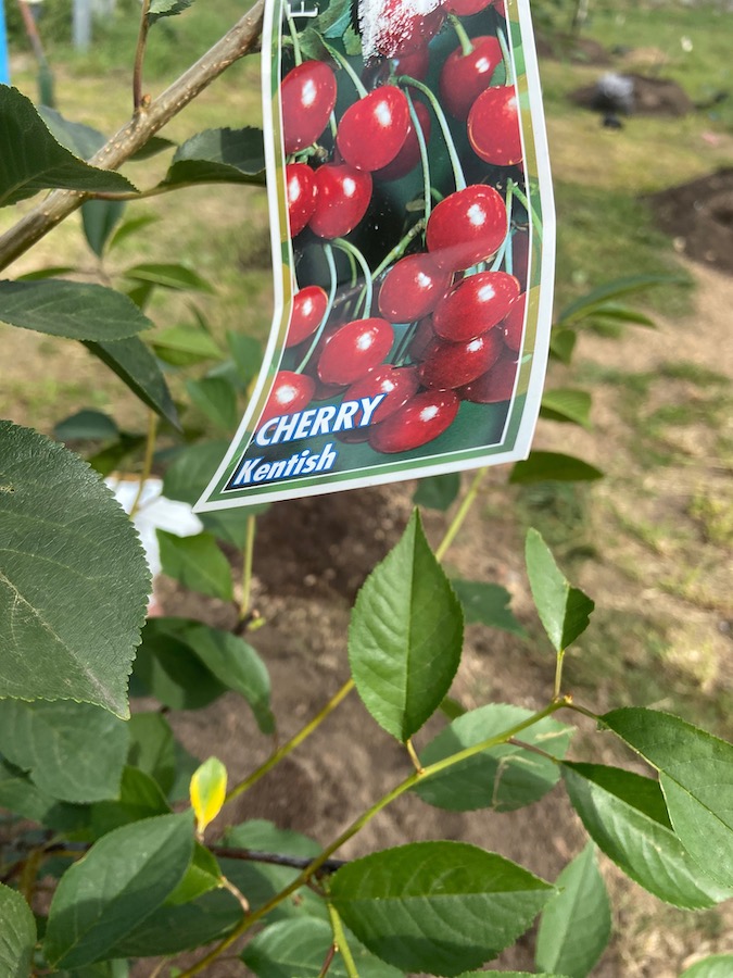 Cherry_2.jpeg
