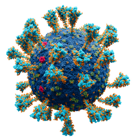 Coronavirus-_SARS-CoV-2-embedded.jpg