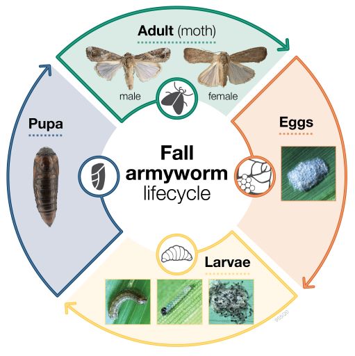 Fall_armyworm_lifecycle_diagram_955-20_.jpg