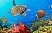Great_Barrier_Reef.jpg