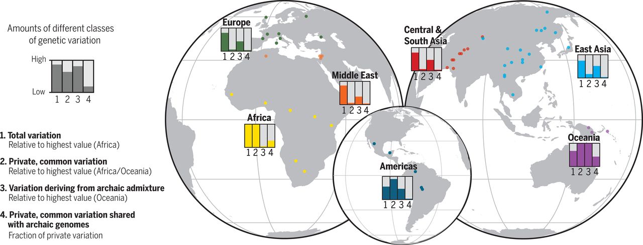 Human_Genetic_Variation.jpg