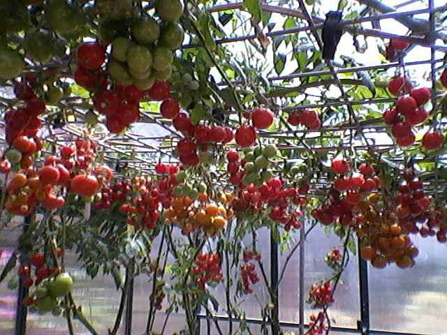 Hydroponic_Tomatoes.jpg