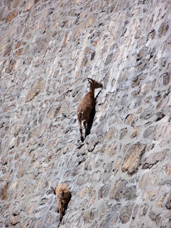 Ibex_3.jpg