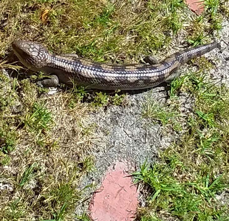 Lizard_in_Frankston_-_blue_tongue_lizard_13_inches_long.jpg