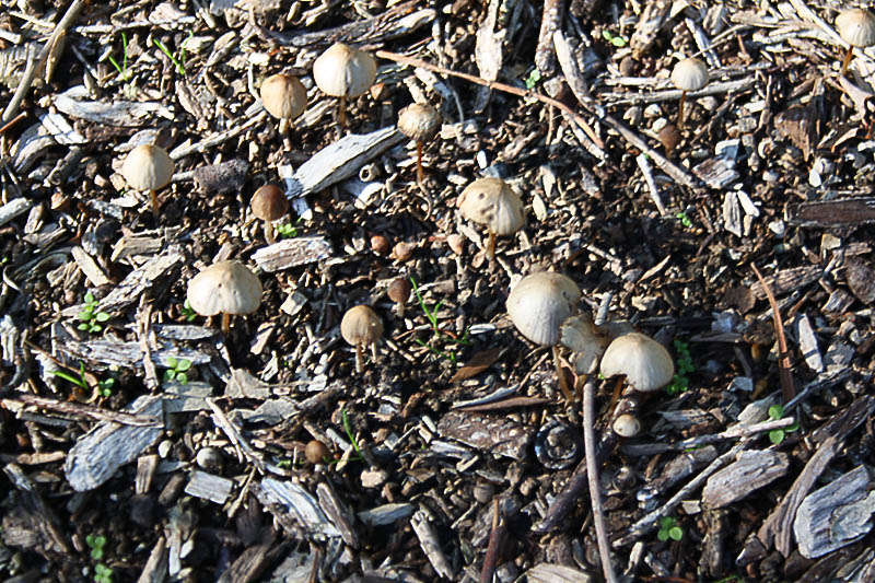 Mushroom_unidentified_1.jpg