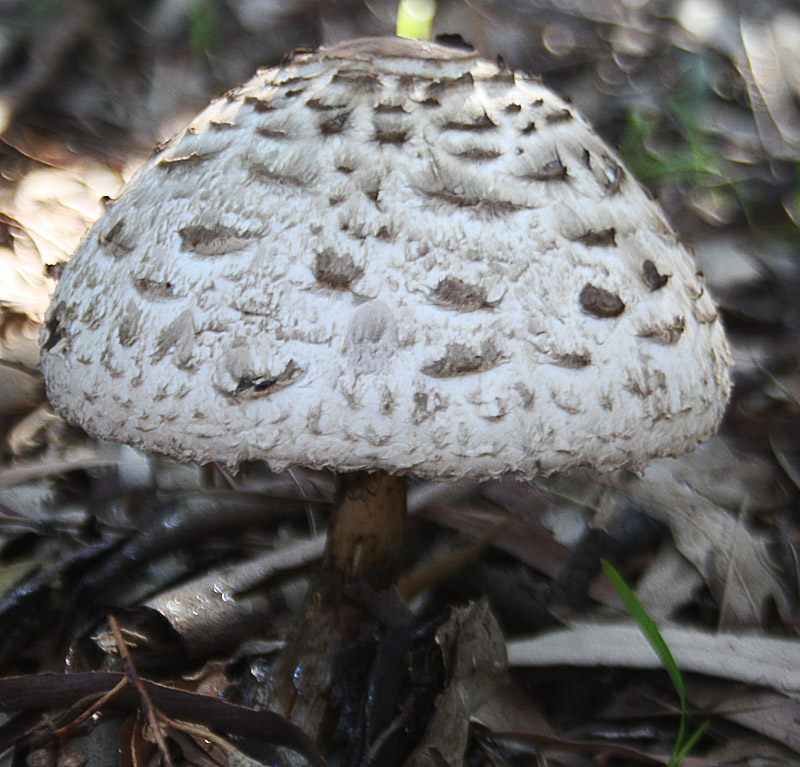 Mushroom_unidentified_2.jpg