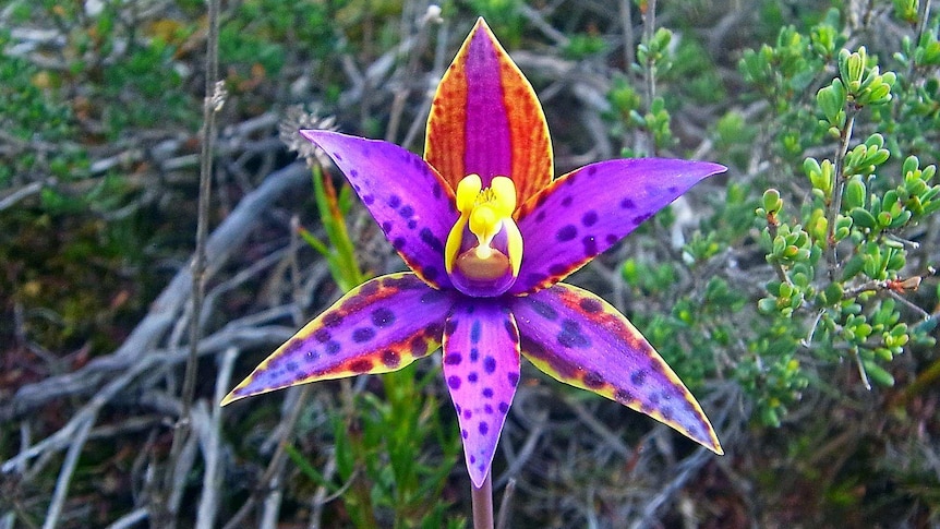 Queen_of_Sheba_orchid.jpg