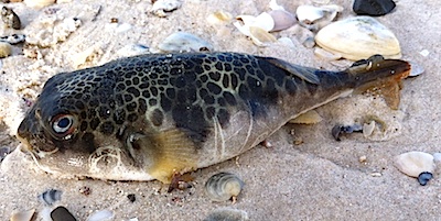 Toadfish.jpg