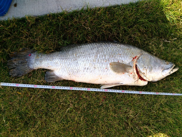 barramundi_101cm_20170923_FD.jpg