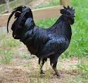 black_rooster.jpg