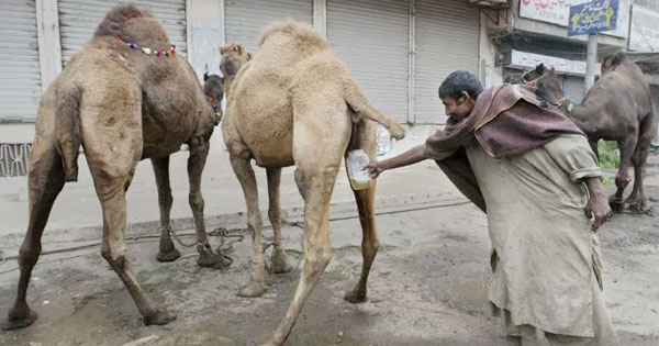 camel-urine.jpg