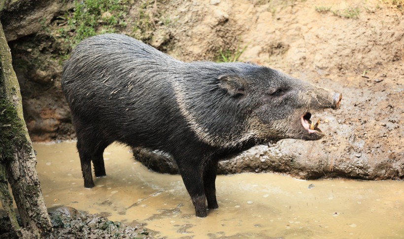 collared-peccary-roar-canines-820x486.jpg