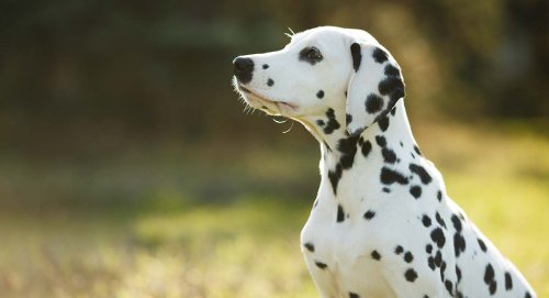 dalmatian-long.jpg