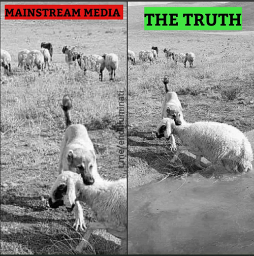 dog_saves_sheep.jpg