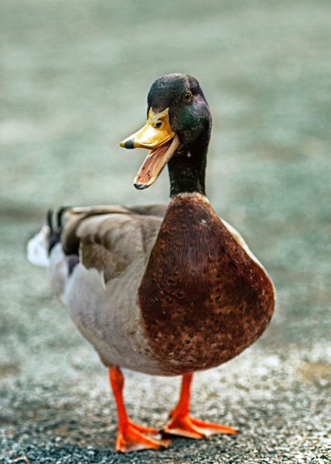duck_001.jpg