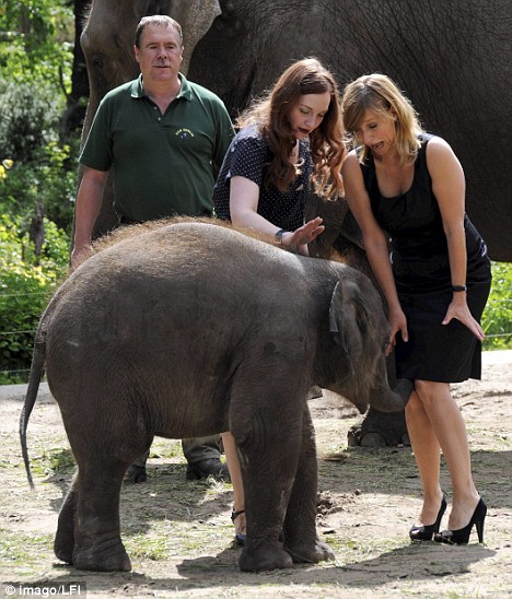 elephant_001.jpg