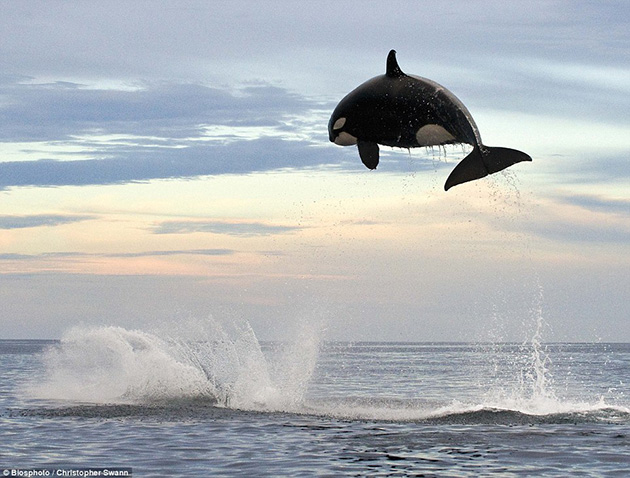 fly_Willy.jpg
