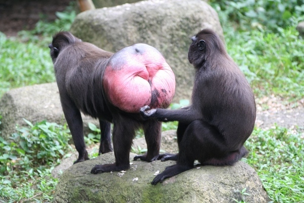 ginormous-monkey-butt-20161-1240326062-6_001.jpg