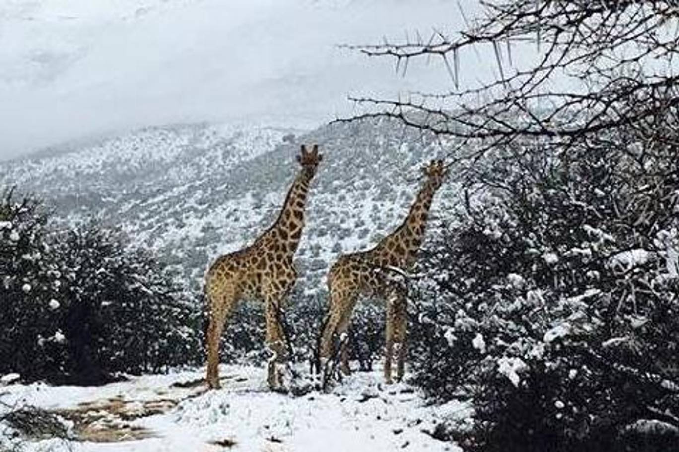 giraffe-south-africa.jpg