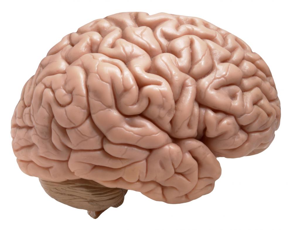 human-brain.jpg