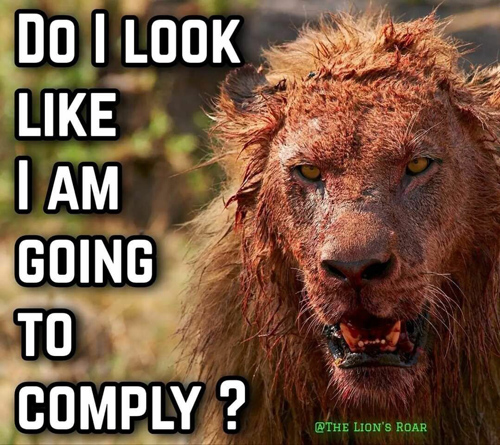 lion_complying.jpg
