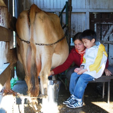 little-boy-milking-a-cow-390x390.jpg