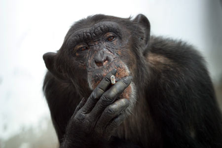 monkeysmoking1_005.jpg