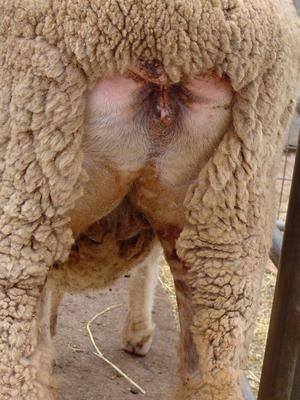 mulesing3.jpg