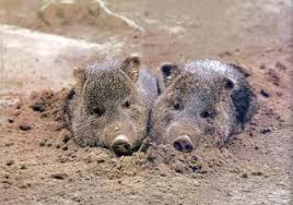 peccaries.jpg