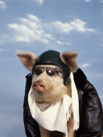 pig_pilot_001.jpg