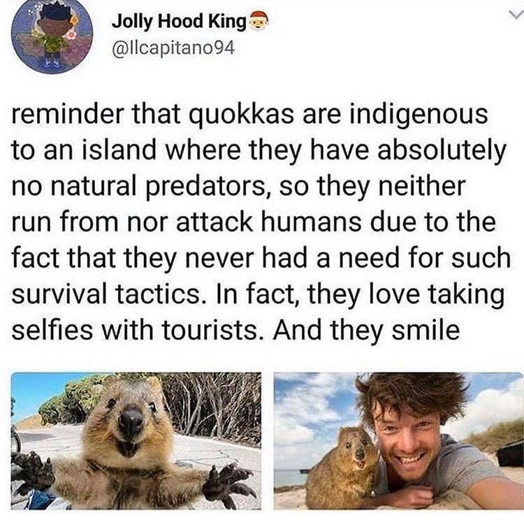 quokas.jpg