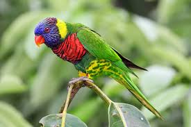 rainbow_lorikeet.jpg