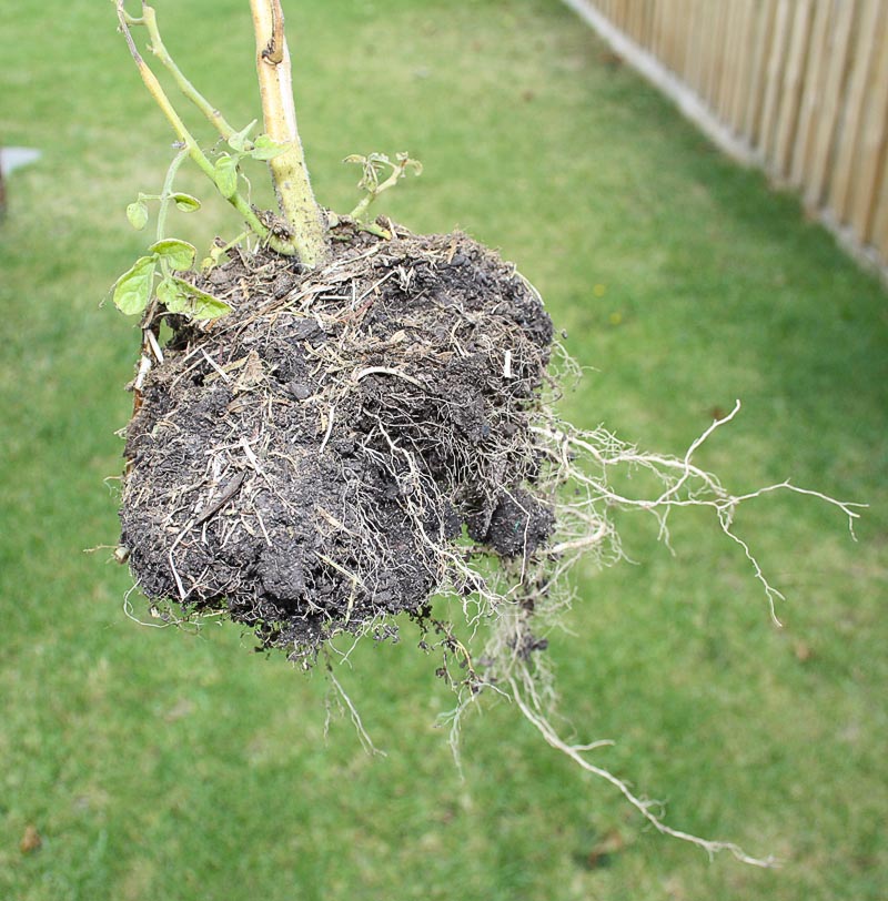 root_ball_tomato_plant.jpg