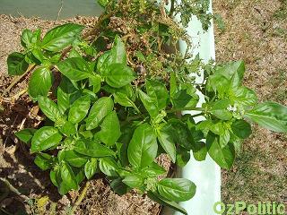 sweet basil photo, click for a larger image