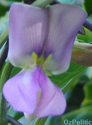 bean flower photo, click for a larger image