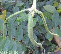 beans on the vine photo, click for a larger image