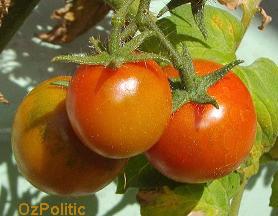 cherry tomato photo, click for a larger image