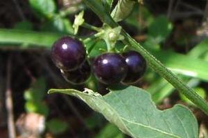 Glossy Nightshade