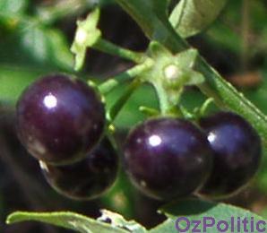 glossy nightshade photo, click for a larger image