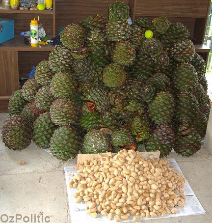 Bunya cones