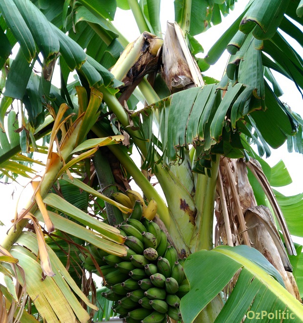 Banana Plant With a Broken Stem