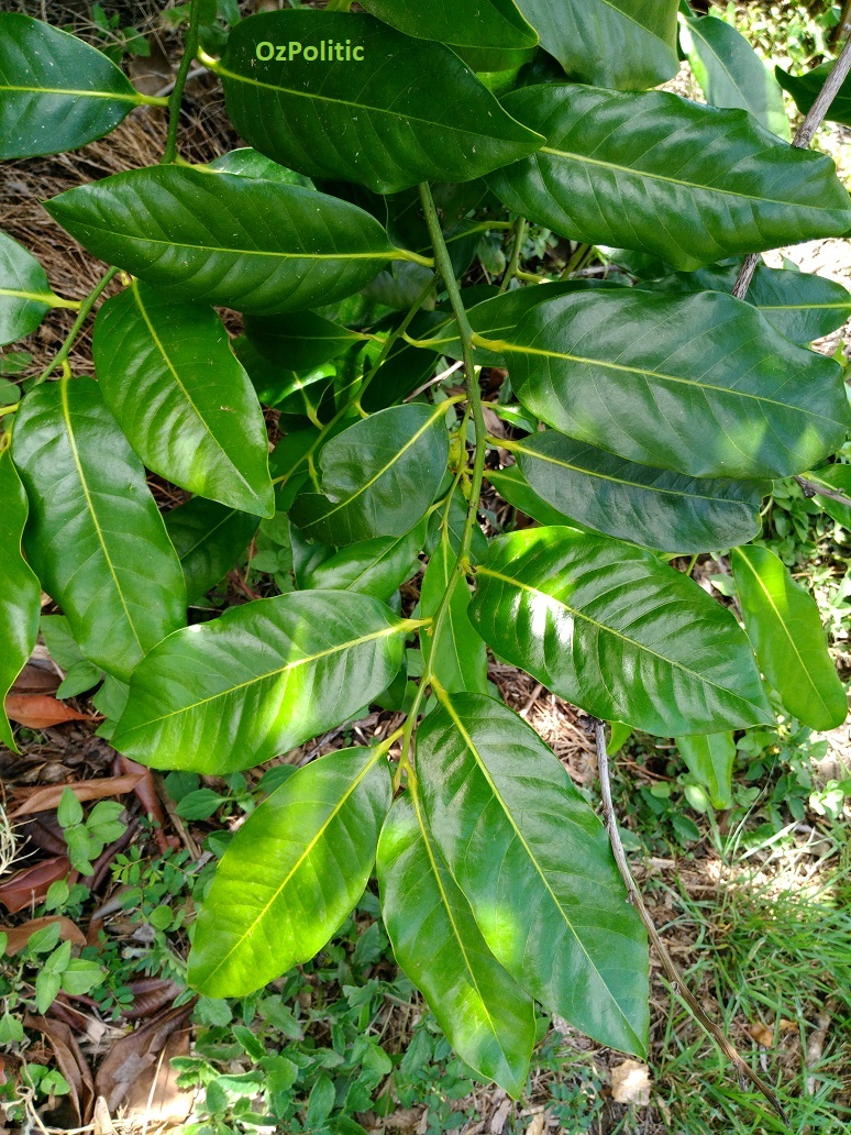 Black Sapote Leaves