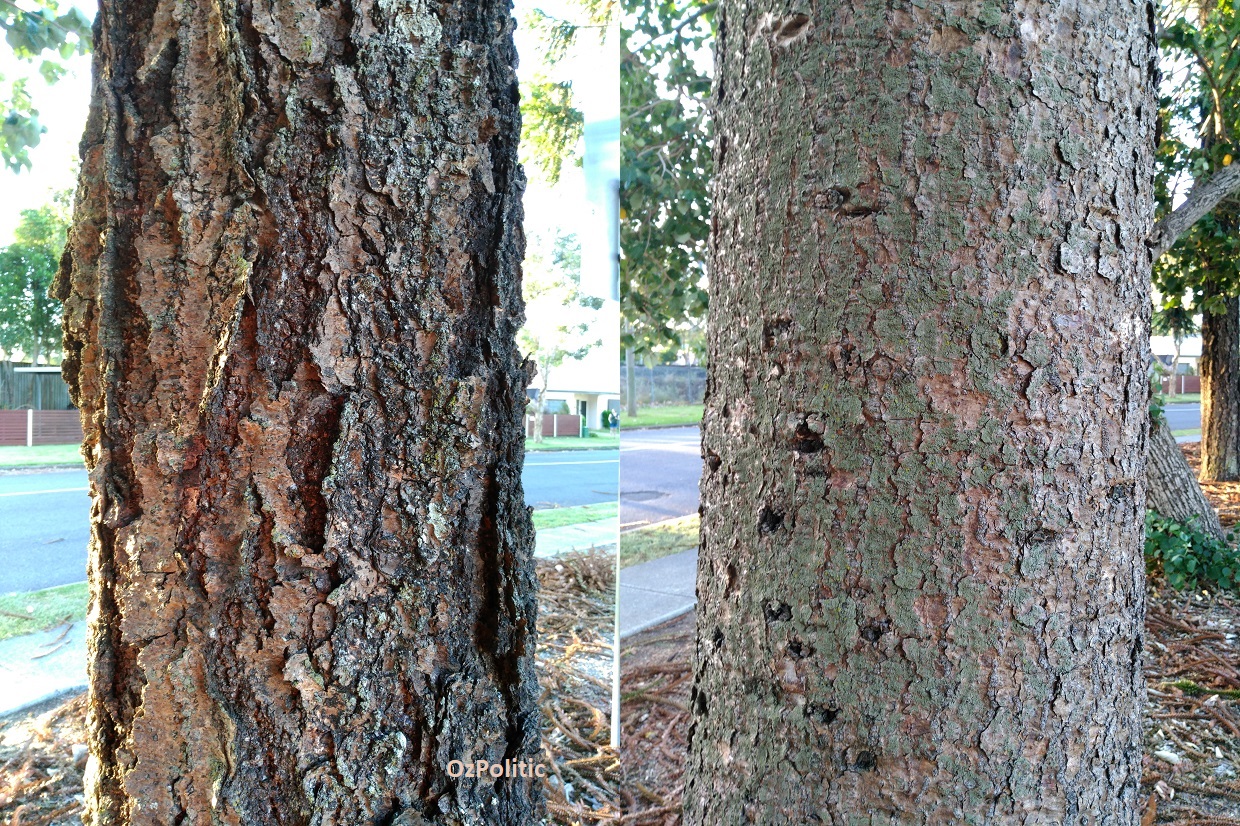 The trunks of two nieghbouring bunya trees from Graceville Memorial Park. Is one sick, or an unusual variety?