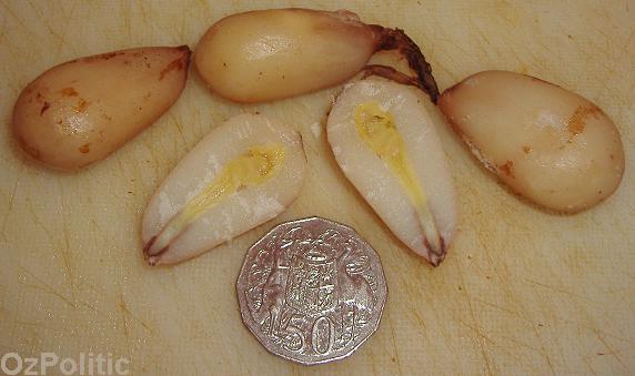 Cooked and shelled bunya nuts