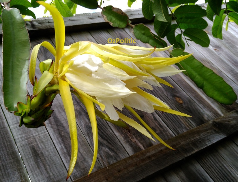 Dragonfruit Flower