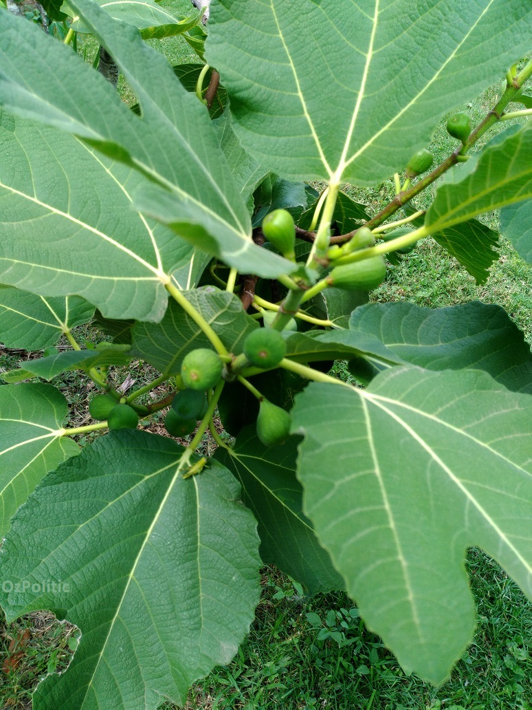 Fig - Black Genoa