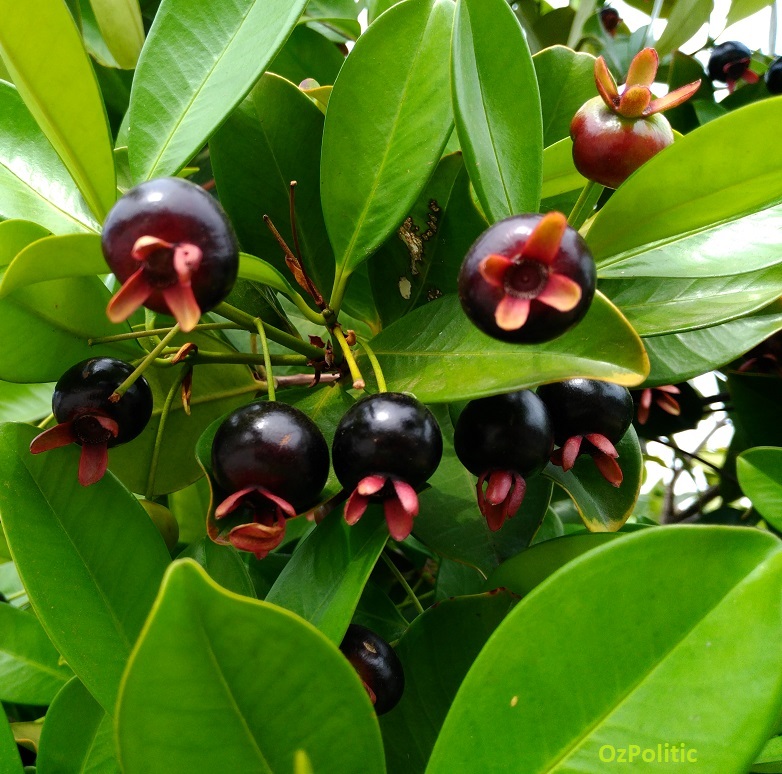 Grumichama fruit